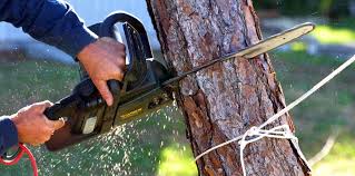 How Our Tree Care Process Works  in  Blackstone, VA