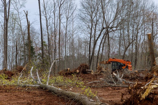 Best Tree Preservation Services  in Blackstone, VA