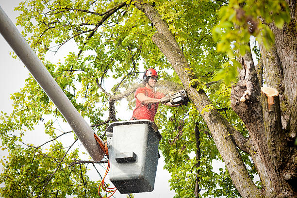 Best Hazardous Tree Removal  in Blackstone, VA