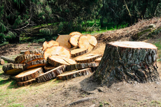 Seasonal Cleanup (Spring/Fall) in Blackstone, VA